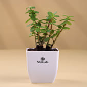 Elegant Jade Blossom Combo