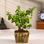 Elegant Jade Plant In Ceramic Sunrise Pot