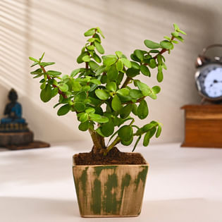 Elegant Jade Plant In Ceramic Sunrise Pot