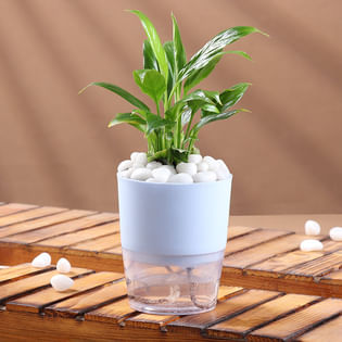 Elegant Peace Lily In Self Watering Pot
