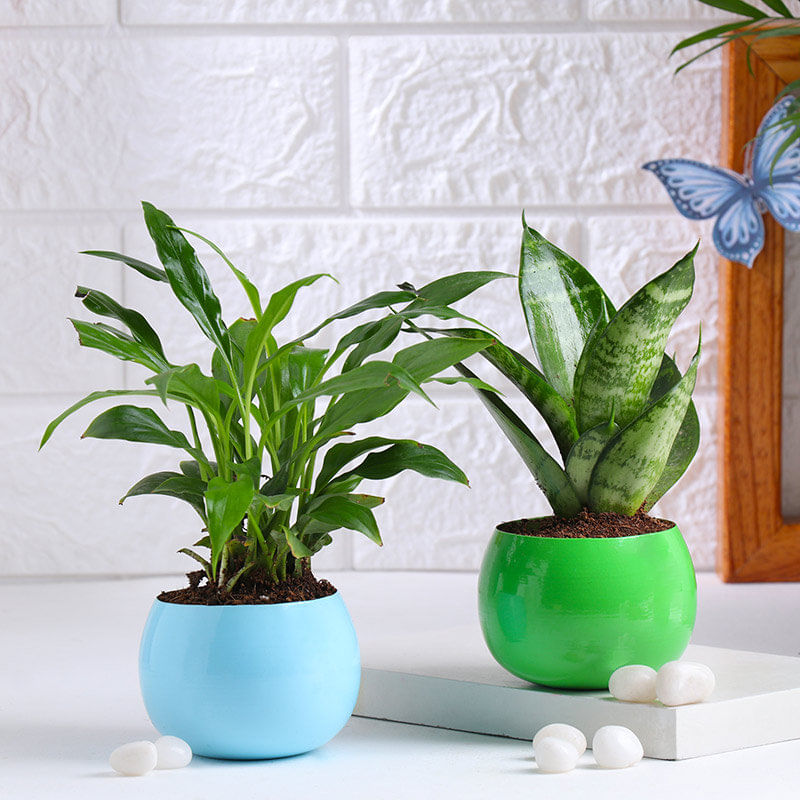 Elegant Snake Plant N Peace Lily Duo