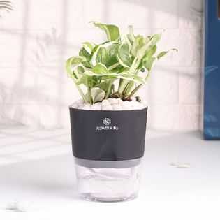 Elegant White Pothos In Black Self Watering Planter