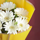 10 White Gerberas In Yellow Premium Paper