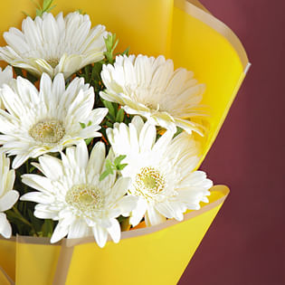 10 White Gerberas In Yellow Premium Paper