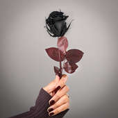 Real Preserved Black Forever Rose for Valentine's Day