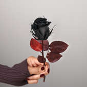 Real Preserved Black Forever Rose for Valentine's Day