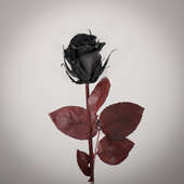 Real Preserved Black Forever Rose for Valentine's Day