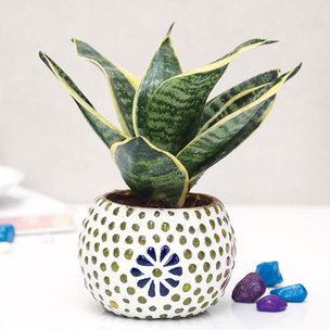 Ethnic Sansevieria Milt Plant|Designer Glass Mosaic Vase
