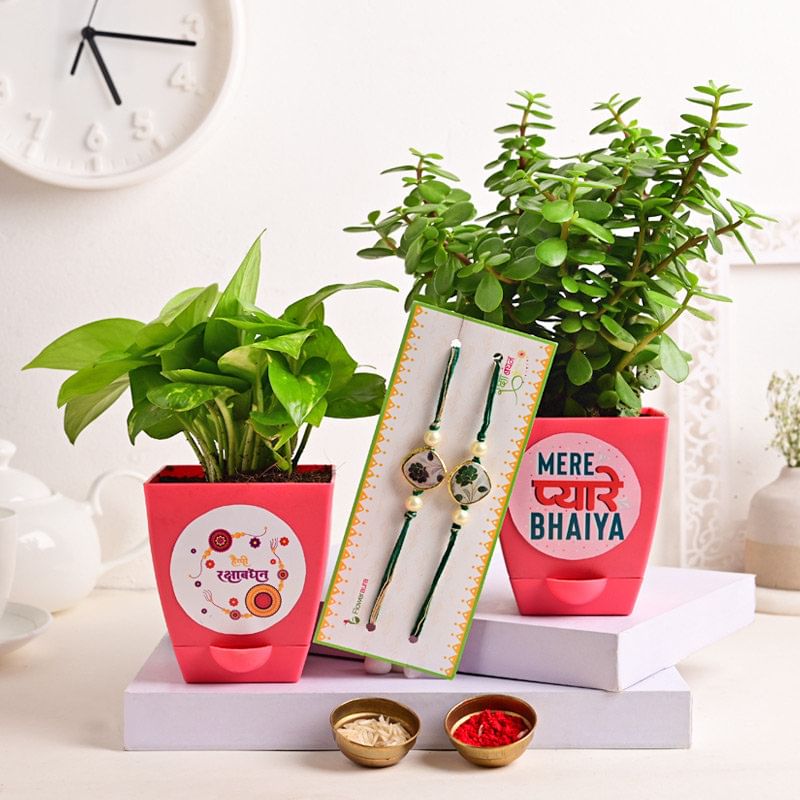 Evergreen Plants N Rakhis
