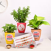 Evergreen Trio Hamper
