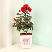 Everlasting Love - Red Rose Love Plant Online