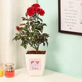Everlasting Love - Red Rose Love Plant