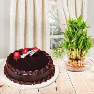 Everlasting Smiles Combo - A gift hamper of half kg Choco Truffle eggless cake and 2 layer lucky bamboo