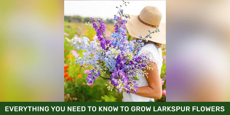 Everything You Need To Know To Grow Larkspur Flowers Plant