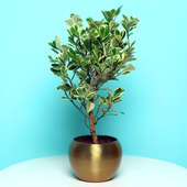 Exotic Ficus Triangularis Plant