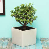 Exotic Jade Bonsai Plant