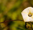 Exploring the Symbolism and Significance of Moonflowers