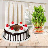 Expressions Of Endearment - Combo of half kg Blackforest cake and 2 tier lucky bamboo