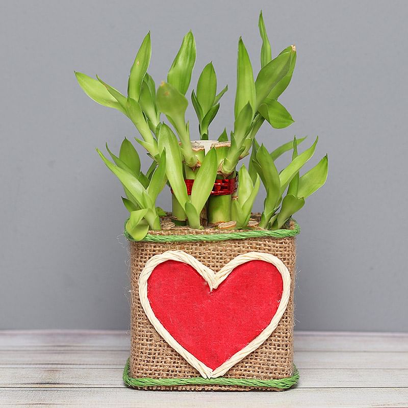 Two Layer Bamboo in Jute Packing with Printed Heart