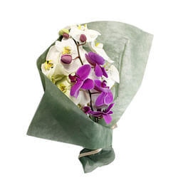 Exquisite Orchid Elegance