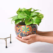 Buy Exquisite Pot Of Fortune Plant Online