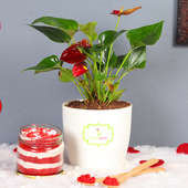 Anthurium Plant and Red Velvet Jar Cake Combo