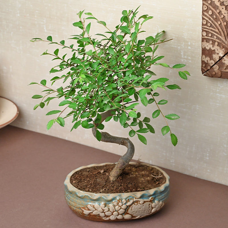 Eye Catching Ulmus Bonsai