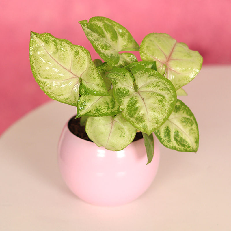 Syngonium Plant