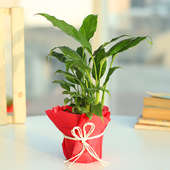 Eye Pleasing Peace Lily - Air Purifying Plant Indoors in Plastic Standard Vase