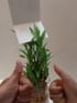 3 Layer Lucky Bamboo Terrarium