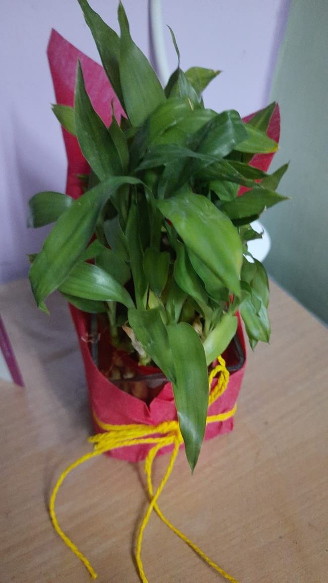 https://imgcdn.floweraura.com/fa/review_image/1624246768.7284.jpeg