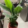 Peaceful Peace Lily