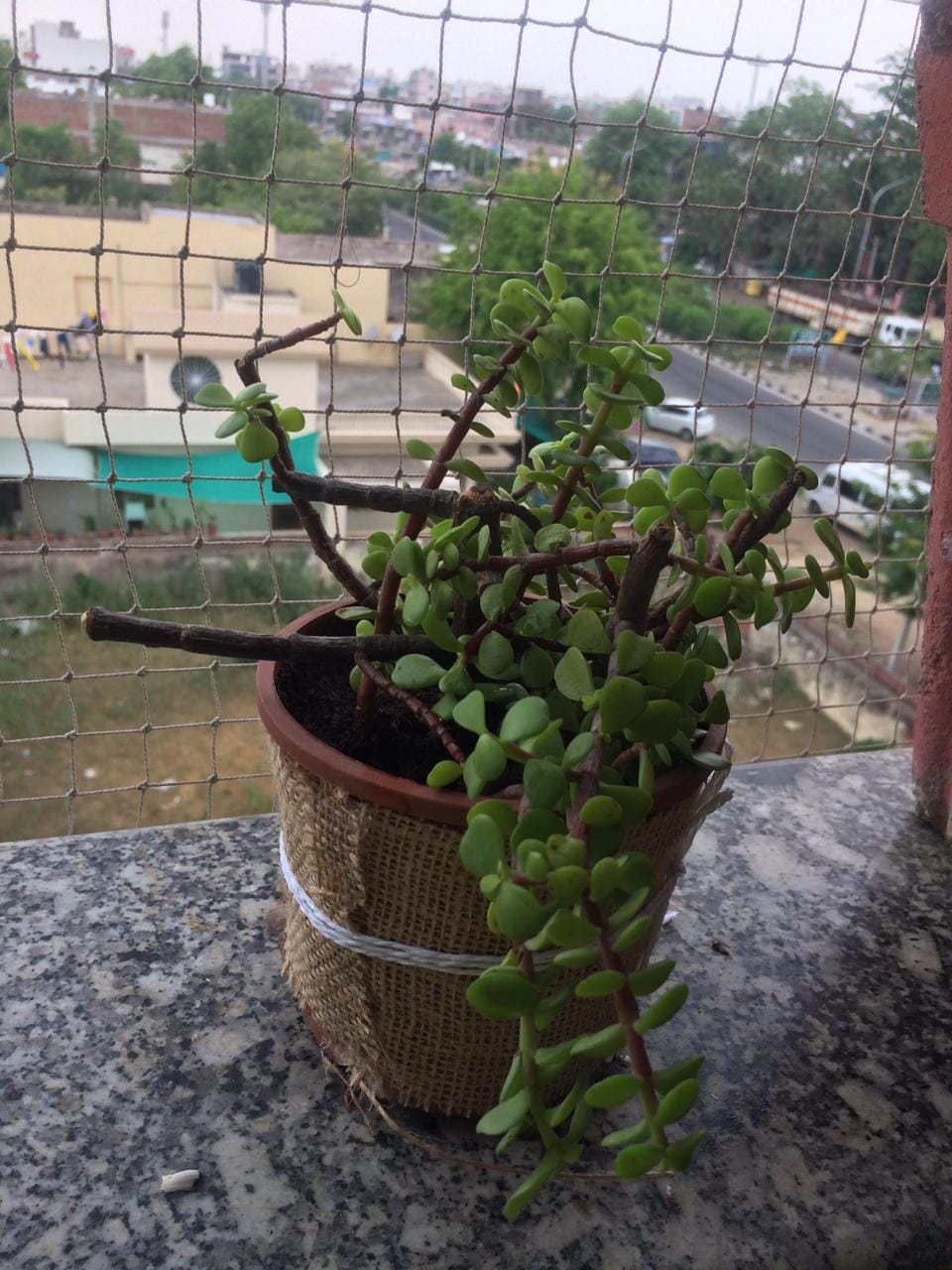 https://imgcdn.floweraura.com/fa/review_image/1625996863.8811.jpeg