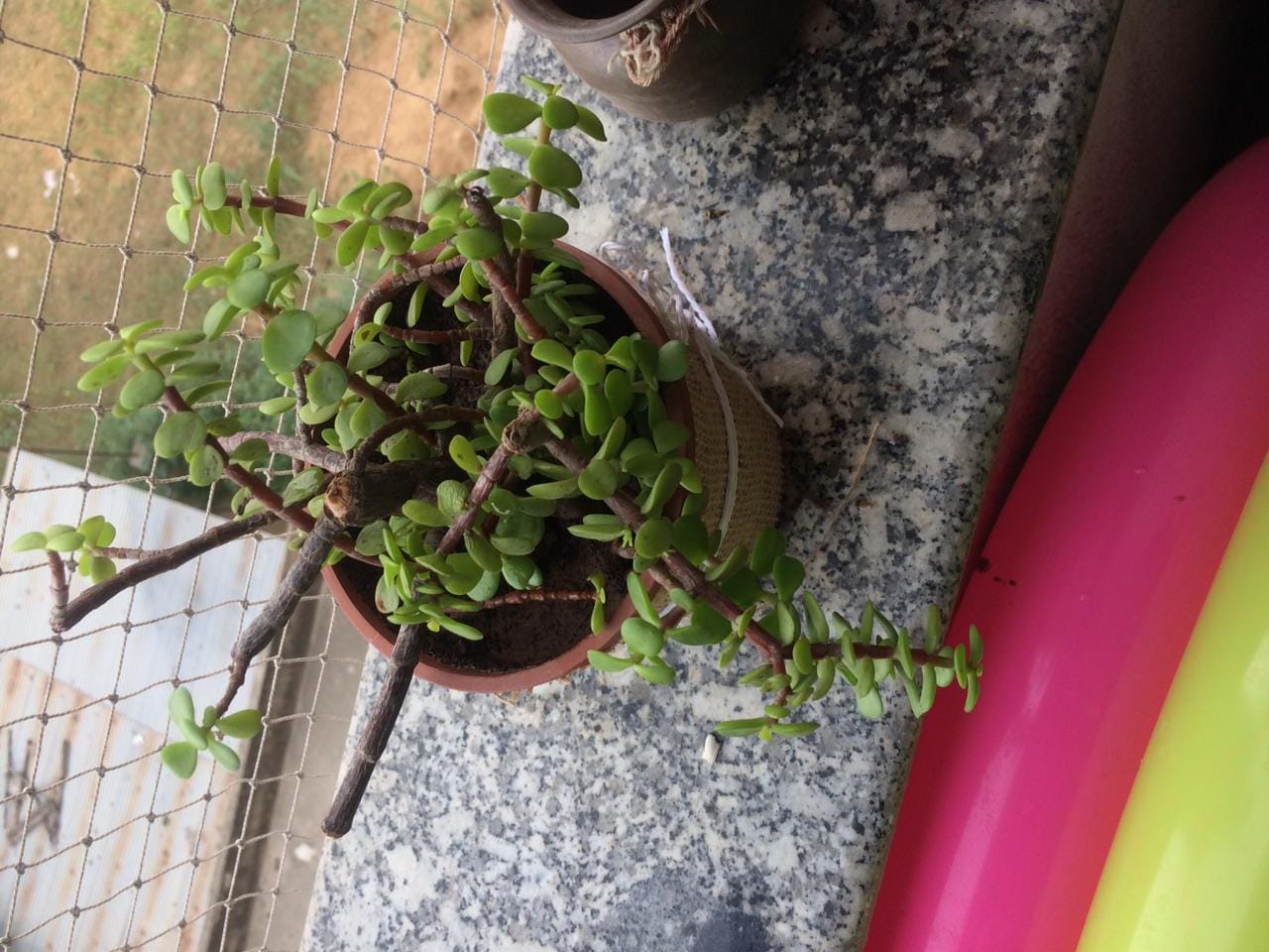 https://imgcdn.floweraura.com/fa/review_image/1625996883.3651.jpeg