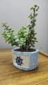 Fortuner Jade Plant