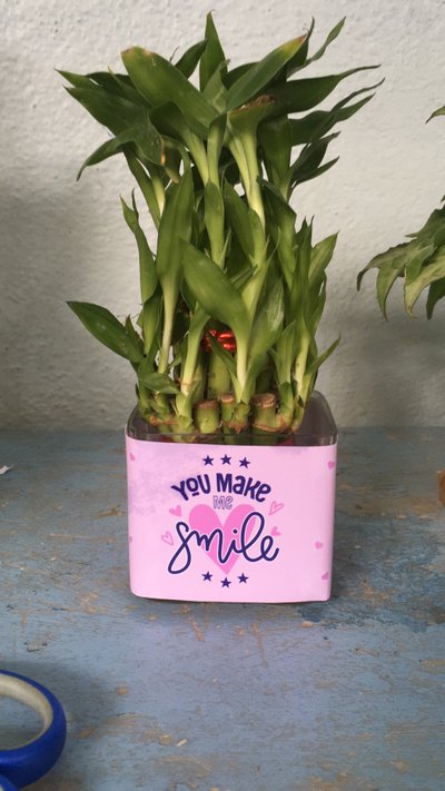 Smiling Bamboo Plant