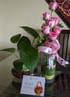 Lucky Money Plant Terrarium