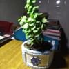 Fortuner Jade Plant