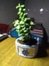 Fortuner Jade Plant