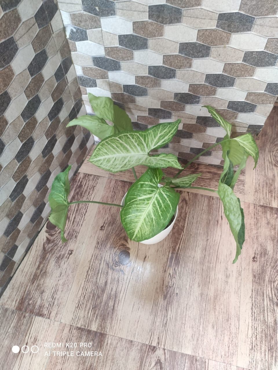 https://imgcdn.floweraura.com/fa/review_image/1630837368.8745.jpeg
