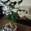 Microcarpa Bonsai Plant