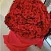 500 Love Roses