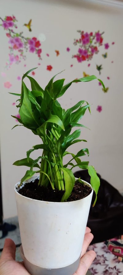Refreshing Peace Lily Plant