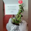 Profuse Jade Terrarium