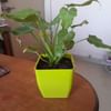 Xanadu Philodendron Plant Golden