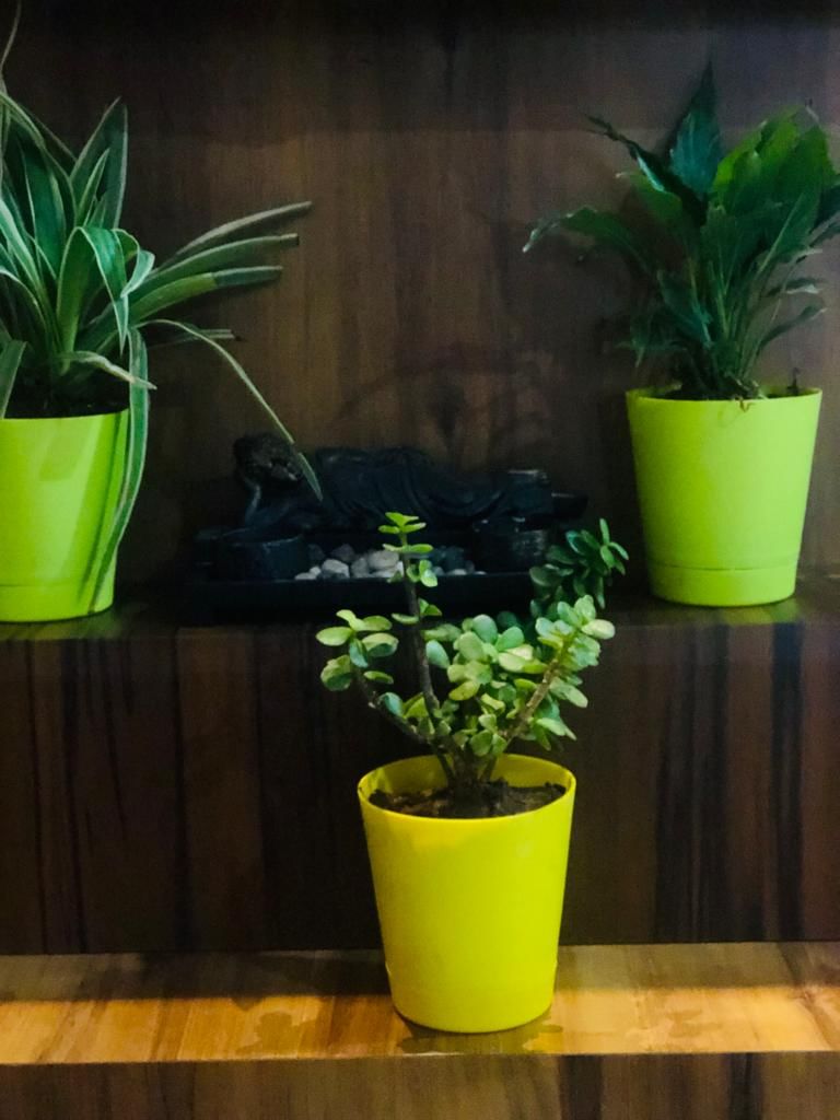 https://imgcdn.floweraura.com/fa/review_image/1637229003.8437.jpeg
