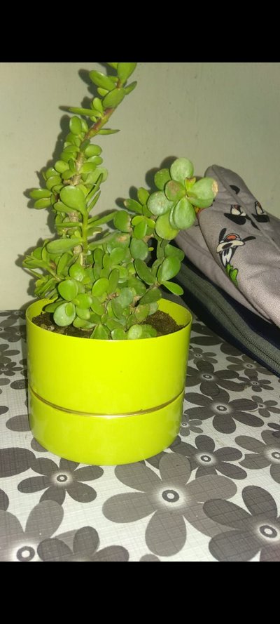Green Jade Plant Vase