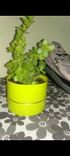 Green Jade Plant Vase