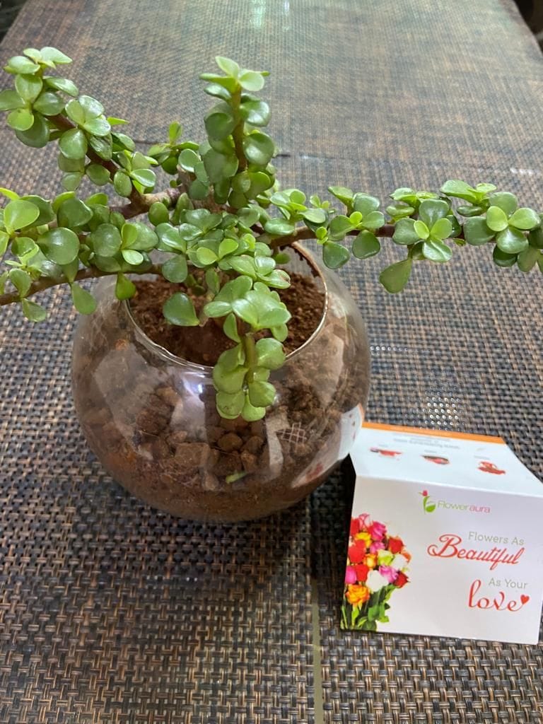https://imgcdn.floweraura.com/fa/review_image/1639981282.9582.jpeg