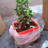 Smashing Jade Plant